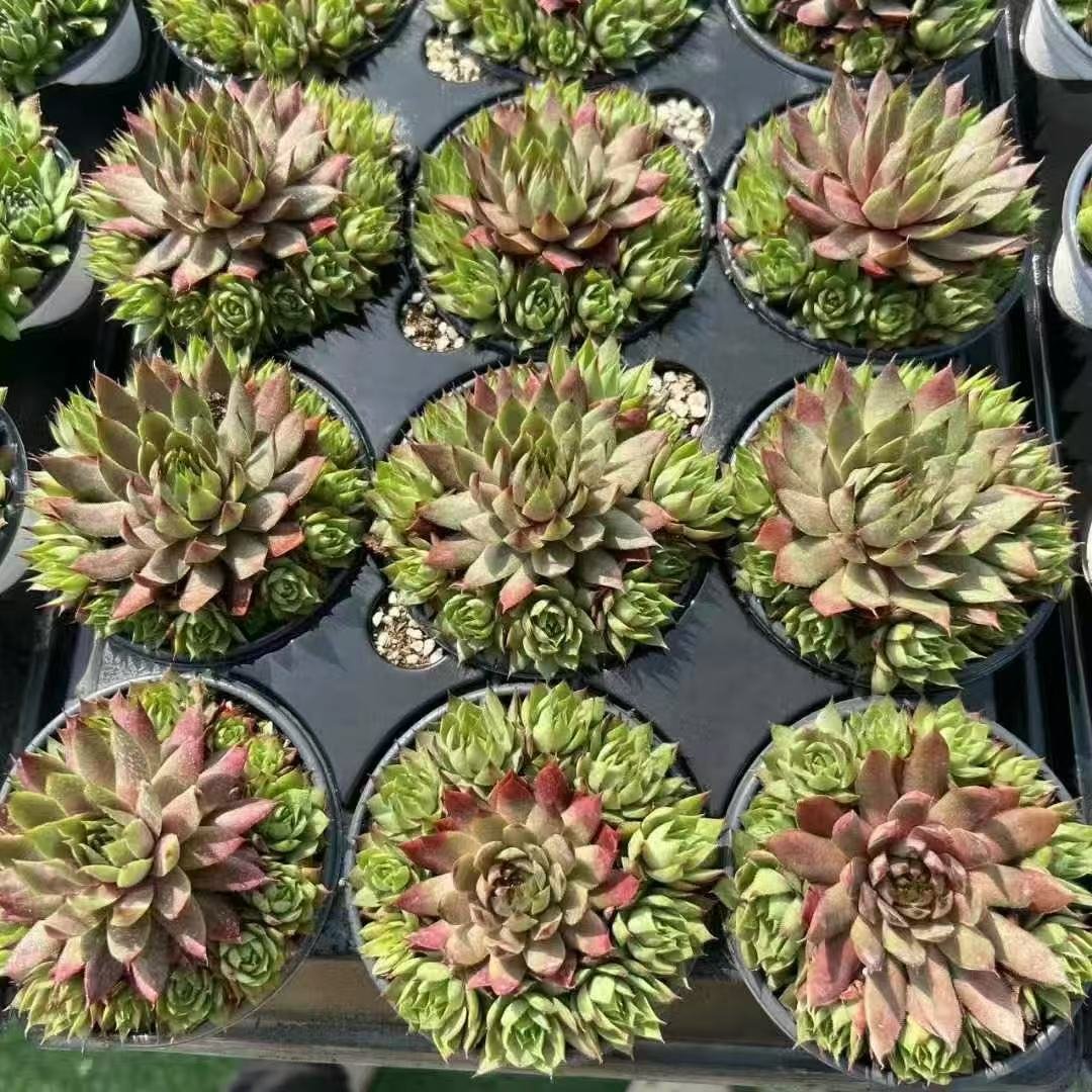 060Sempervivum20Pink20Flamingo.jpg