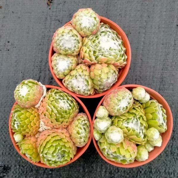 040. 061Sempervivum ‘Cobweb Curl’