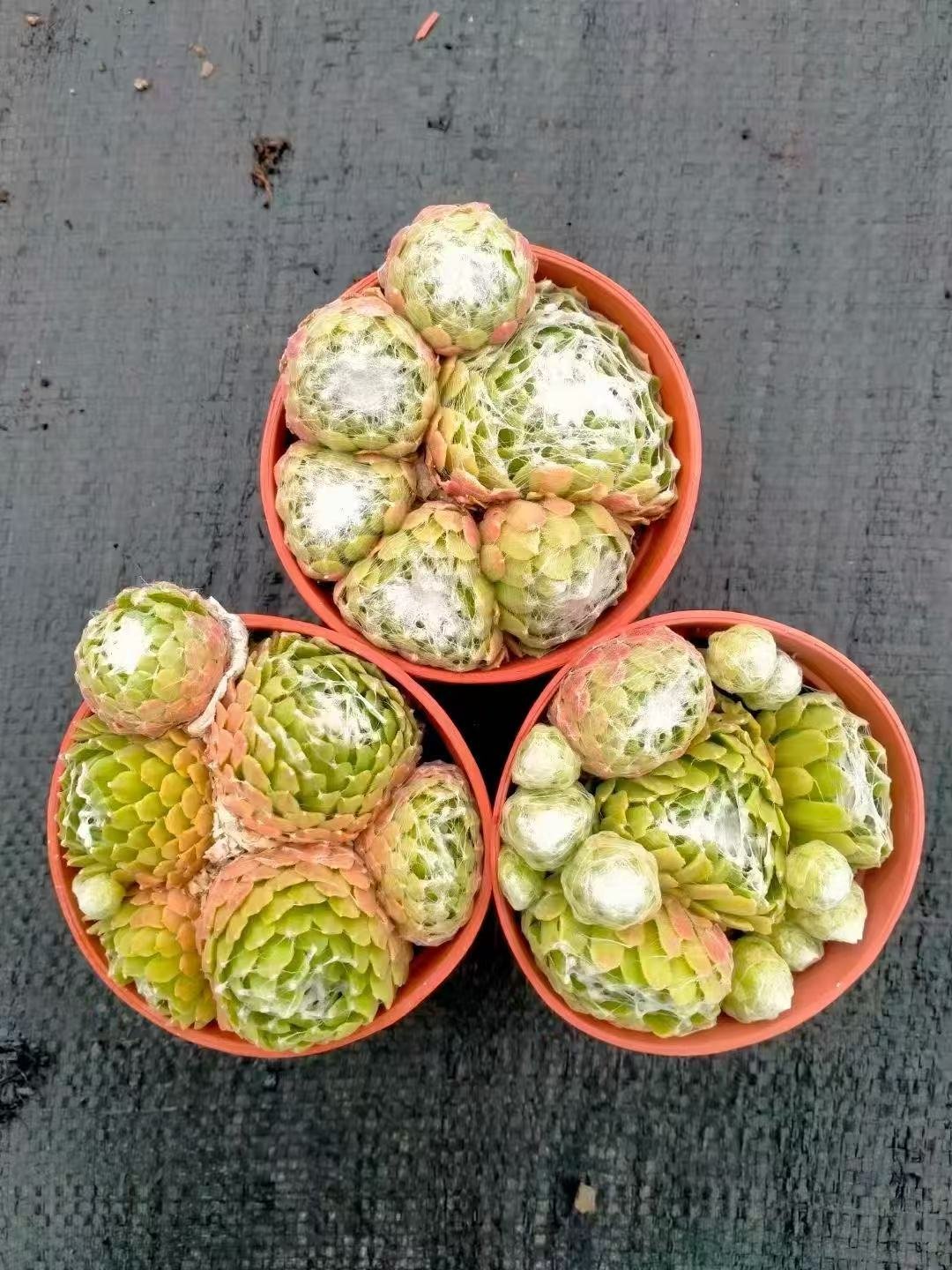 061Sempervivum20Cobweb20Curl.jpg