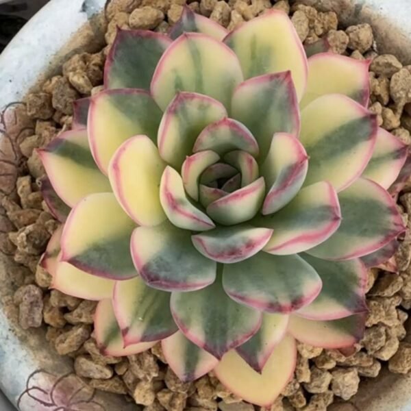 Echeveria ‘Apus Variegata’
