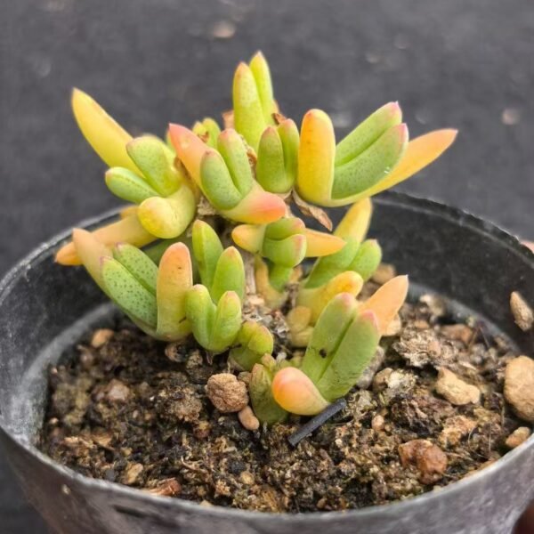 031. Ruschia sp. ‘Purplewood’
