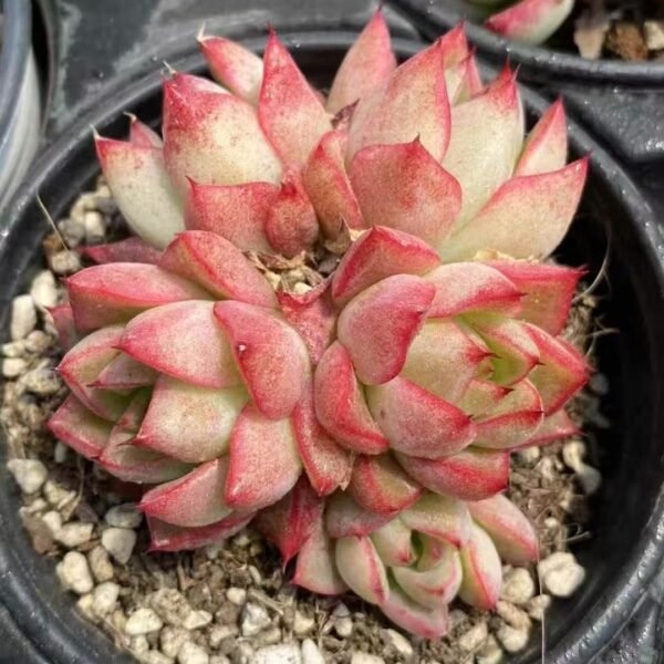 012. Echeveria ‘Dream Queen’