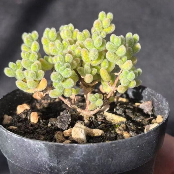 008. Ruschia sp. ‘Ice Crystal’