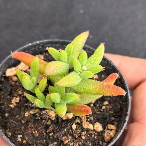 004. Ruschia sp. ‘Yumi’