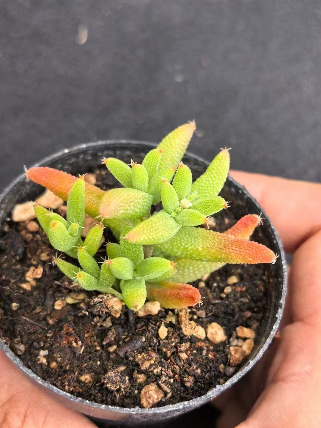 Ruschia sp. 'Yumi'