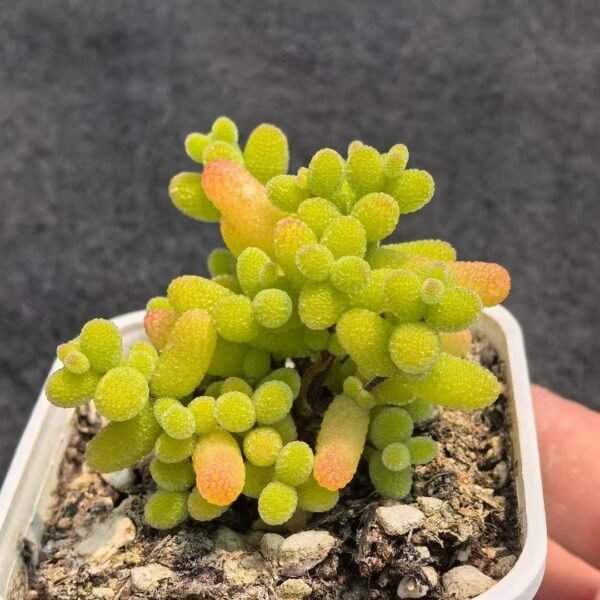 032. Ruschia sp. ‘Kumquat Sugar Ball’
