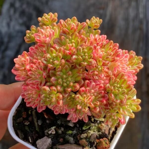 039. Aeonium x Loartei Tavorm var.