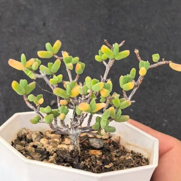 045. Ruschia sp. ‘Shrimp Claw’