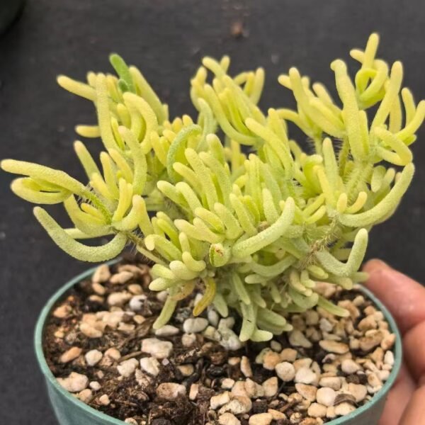 005. Ruschia sp. ‘Fluorescent Bunny Variegated’