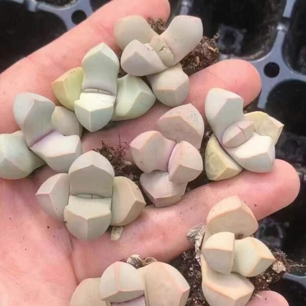 022. Lithops ‘Magic Jade’
