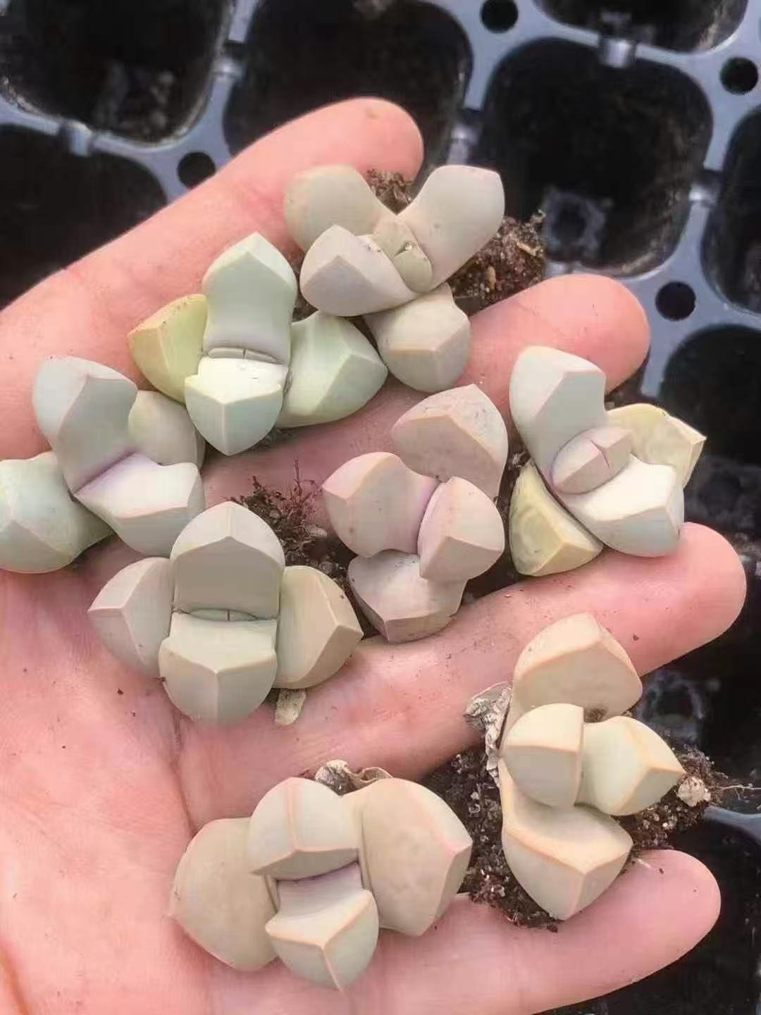 Lithops 'Magic Jade'