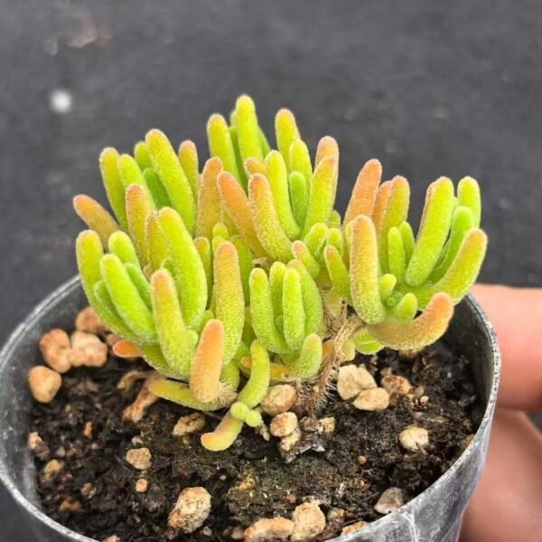 035. Ruschia sp. ‘Fluorescent Bunny’