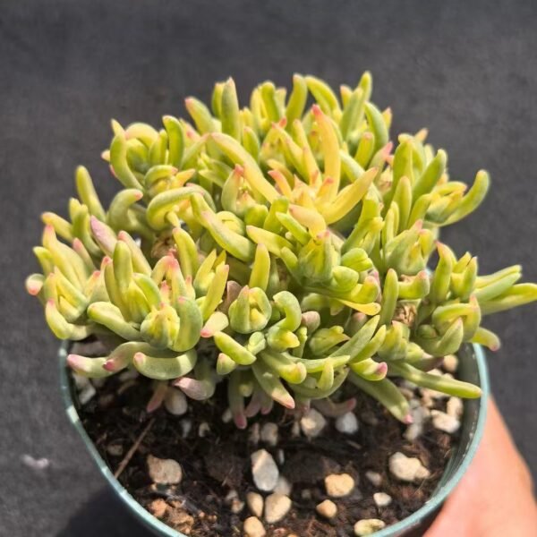 020. Ruschia sp. ‘Ice Flower Variegated’