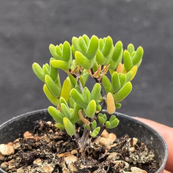 036. Ruschia sp. ‘Cat Ear’