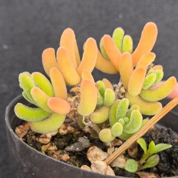 036. Ruschia sp. ‘Orange Leaf’