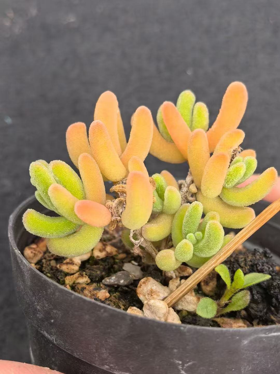 Ruschia sp. 'Orange Leaf'