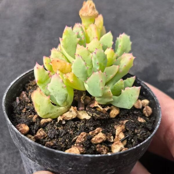 023. Ruschia sp. ‘Qinzhaojü’