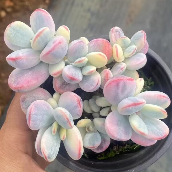 009. Cotyledon Orbiculata Variegated