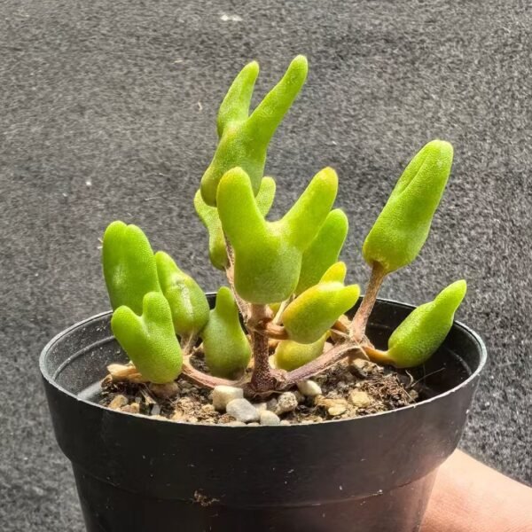 025. Ruschia sp. ‘Ice Cream Little Rabbit’