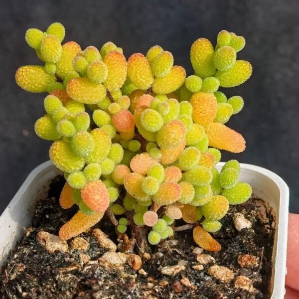017. Ruschia sp. ‘Golden Kumquat Candy’