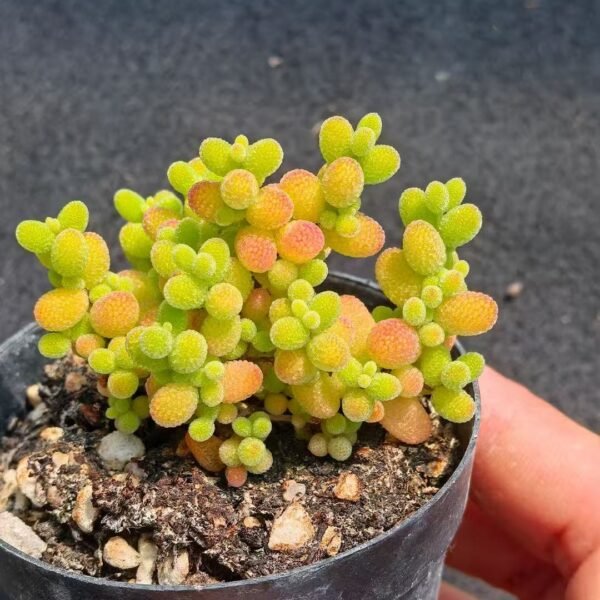 021. Ruschia sp. ‘Honey Tangerine Candy’