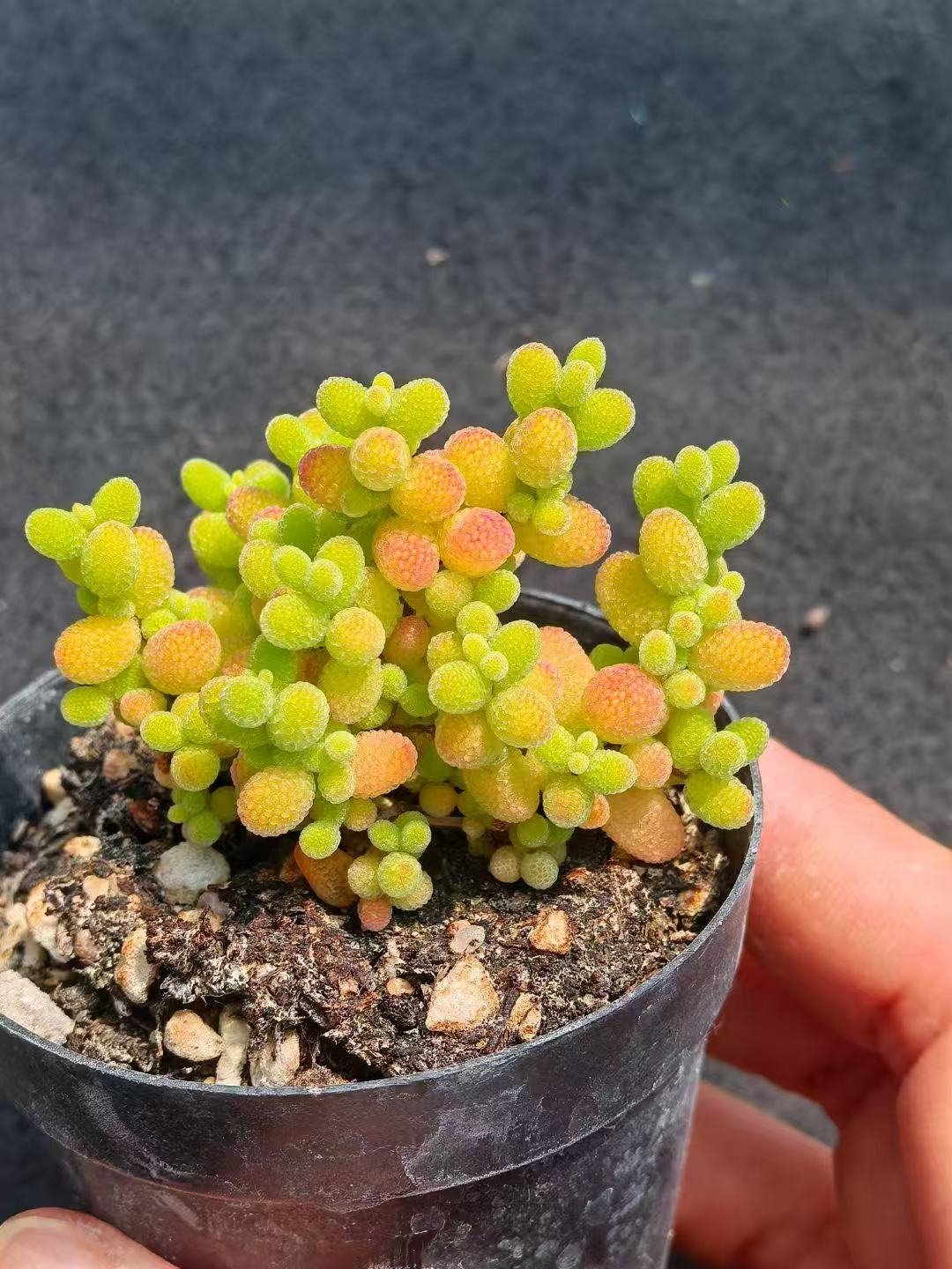 Ruschia sp. 'Honey Tangerine Candy'