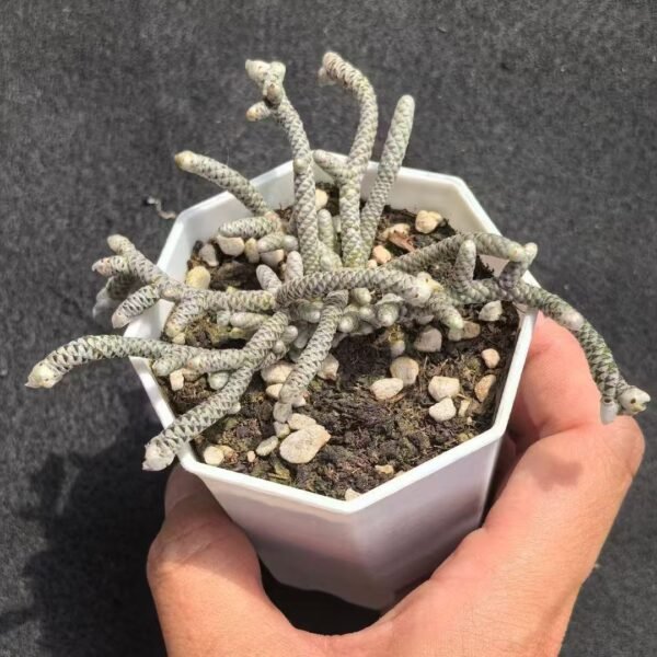 005. Ruschia sp. ‘Silver Silkworm’