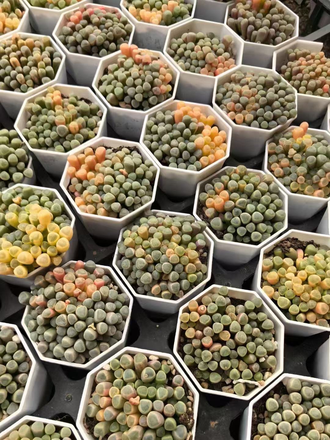 Fenestraria rhopalophylla 'Aureovariegata'