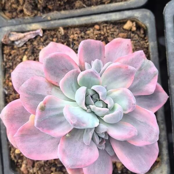 001. Graptoveria ‘Gypsy’ Variegated