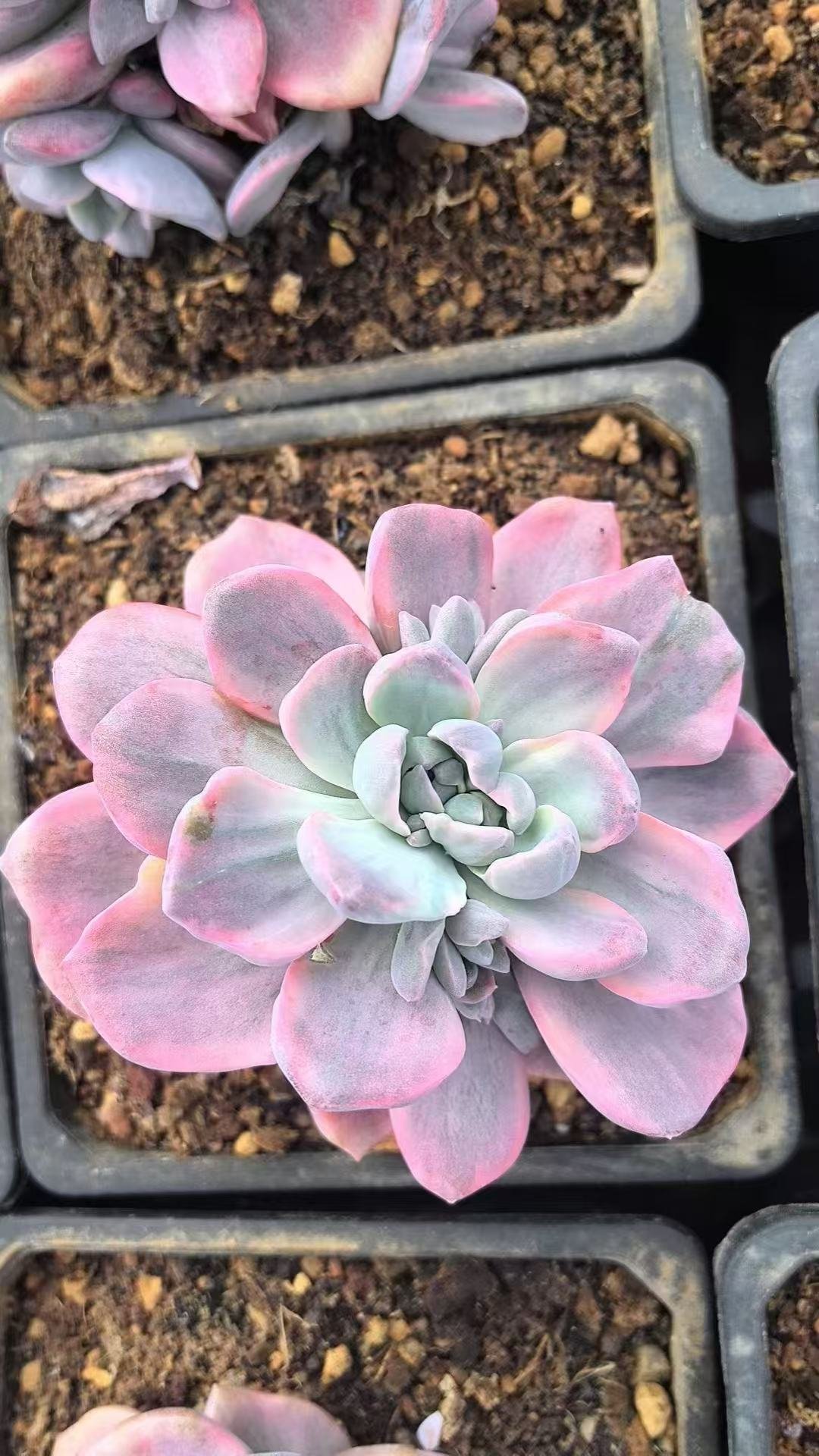 Graptoveria 'Gypsy' Variegated