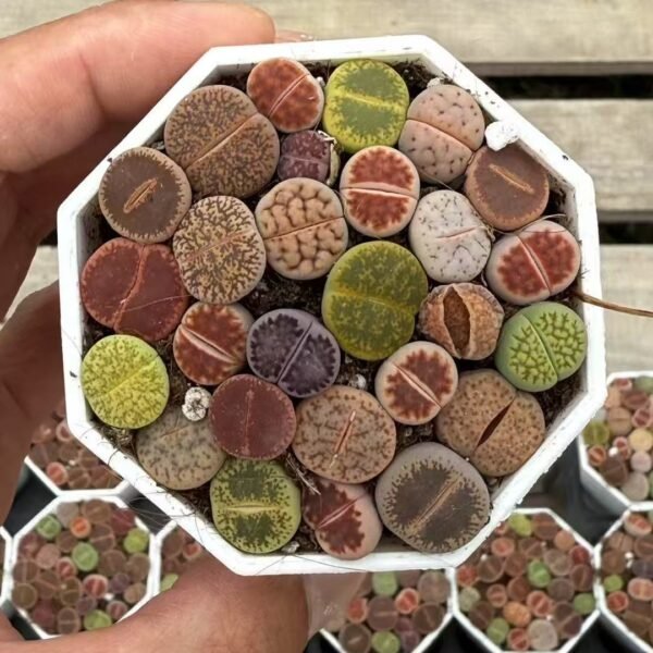015. Lithops Mixed