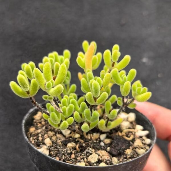 050. Ruschia sp. ‘Little Star’