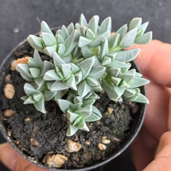 018. Ruschia sp. ‘Hime Biyu-ren’