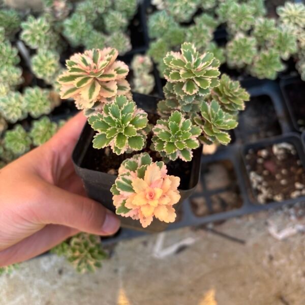 028. Echeveria ‘Atlantis’