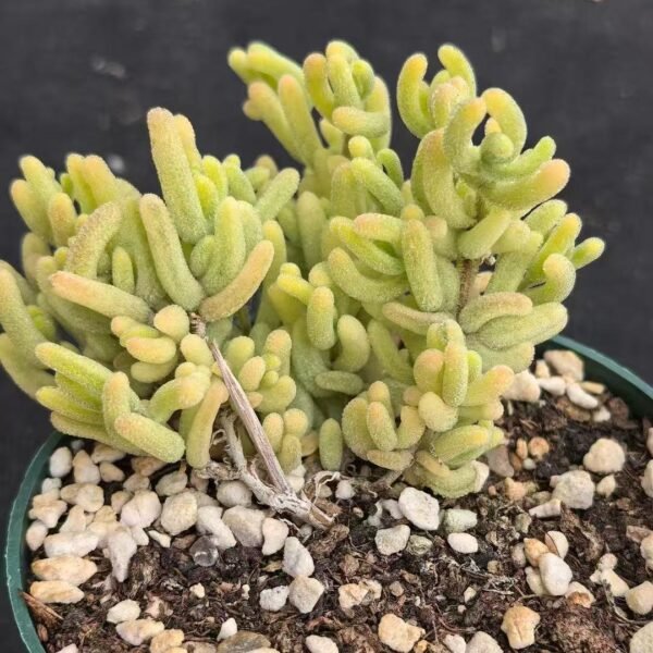 047. Ruschia sp. ‘Orange Leaf Variegated’