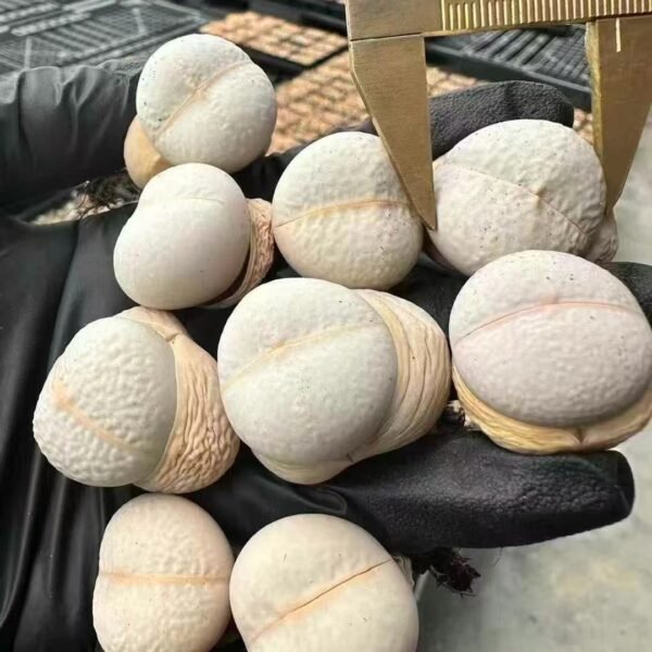 013. Lithops ‘Golf’