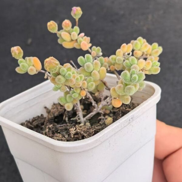 037. Ruschia sp. ‘Ice Crystal’