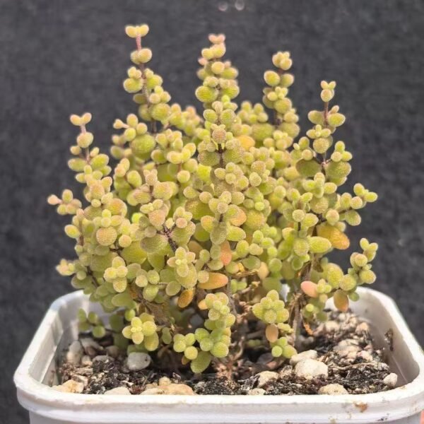 010. Ruschia sp. ‘Mini Millet’