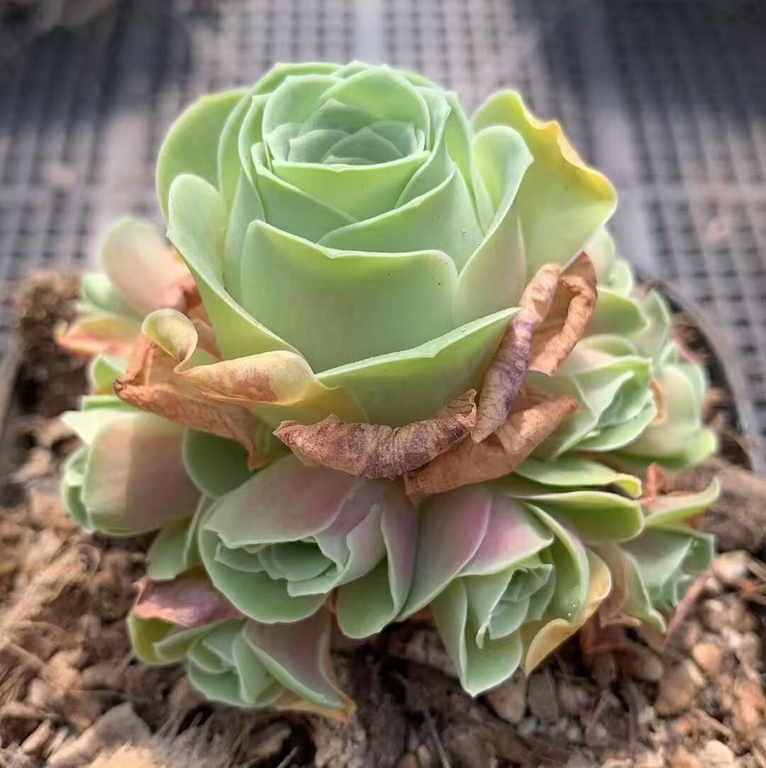 Greenovia diplocycla