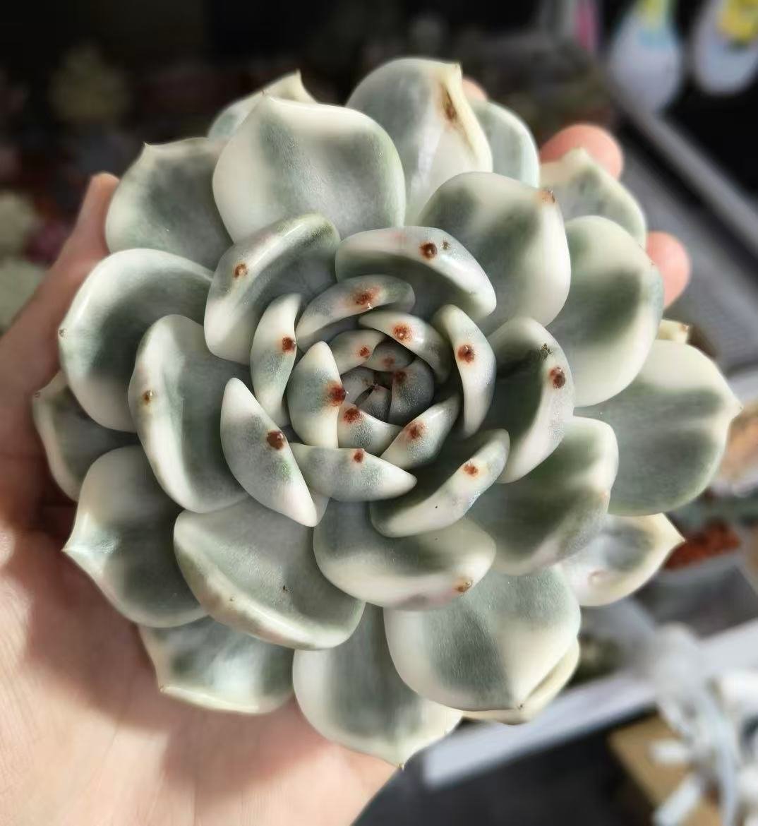 Echeveria 'Black Crystal Variegata'