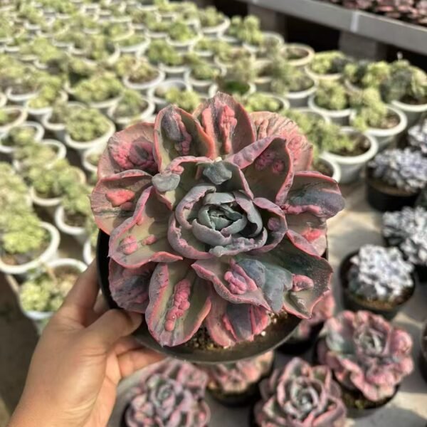 013. Echeveria ‘Raindrops Variegata’