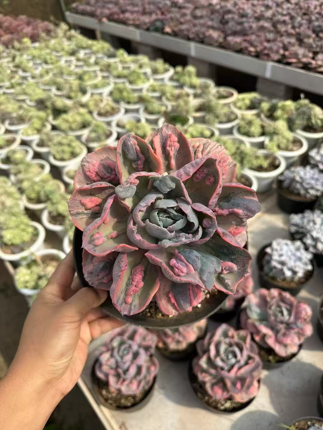 Echeveria 'Raindrops Variegata'