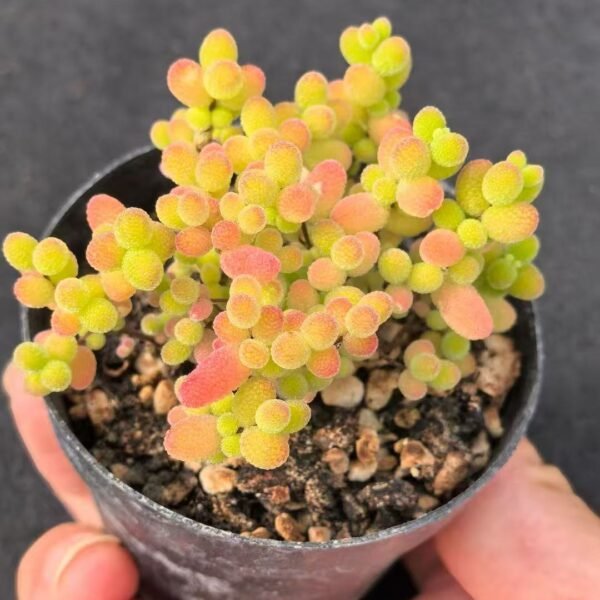 012. Ruschia sp. ‘Honey Tangerine’