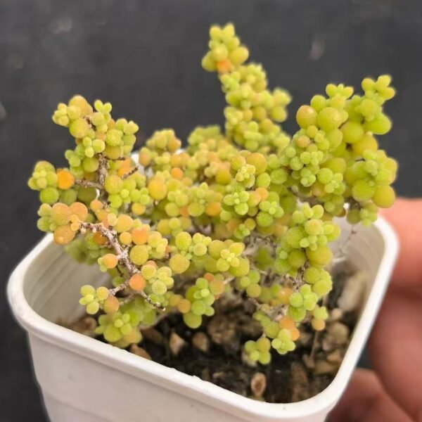 022. Ruschia sp. ‘Xiaoxiaomi’