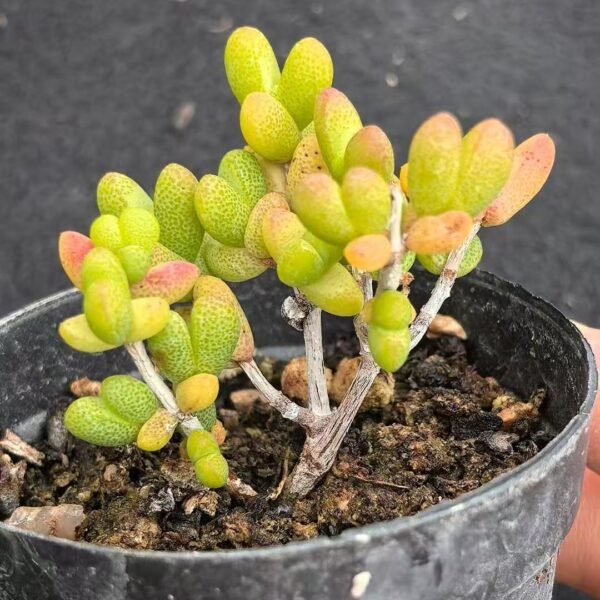 013. Ruschia sp. ‘Sweetheart’