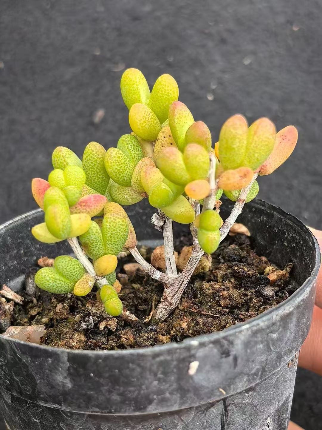 Ruschia sp. 'Sweetheart'