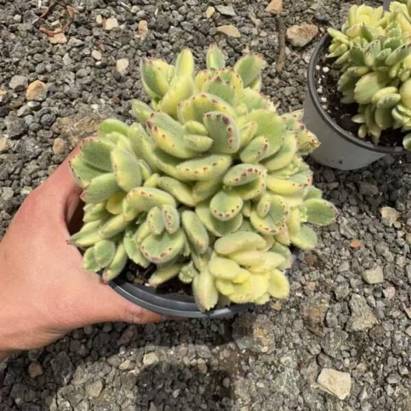 002. Cotyledon tomentosa f. variegata