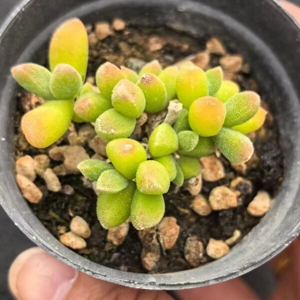 017. Ruschia sp. ‘Silkworm’