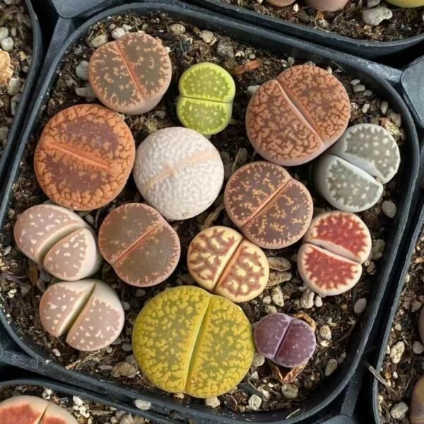 022. Lithops Mixed