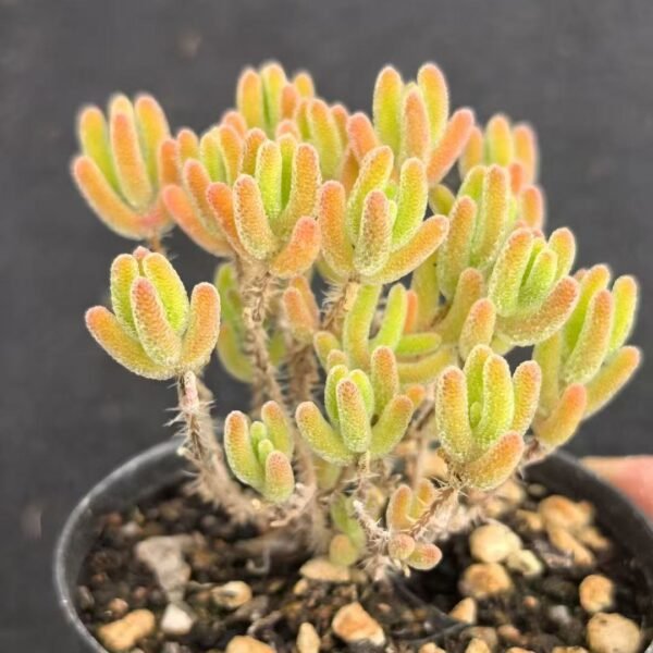 024. Ruschia sp. ‘Ice Orange’